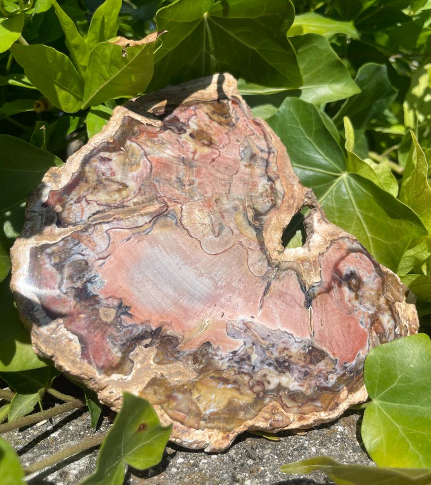Tranche de Bois fossilisé