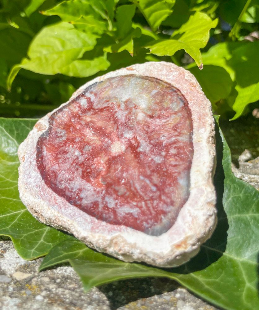Tranche de Bois fossilisé
