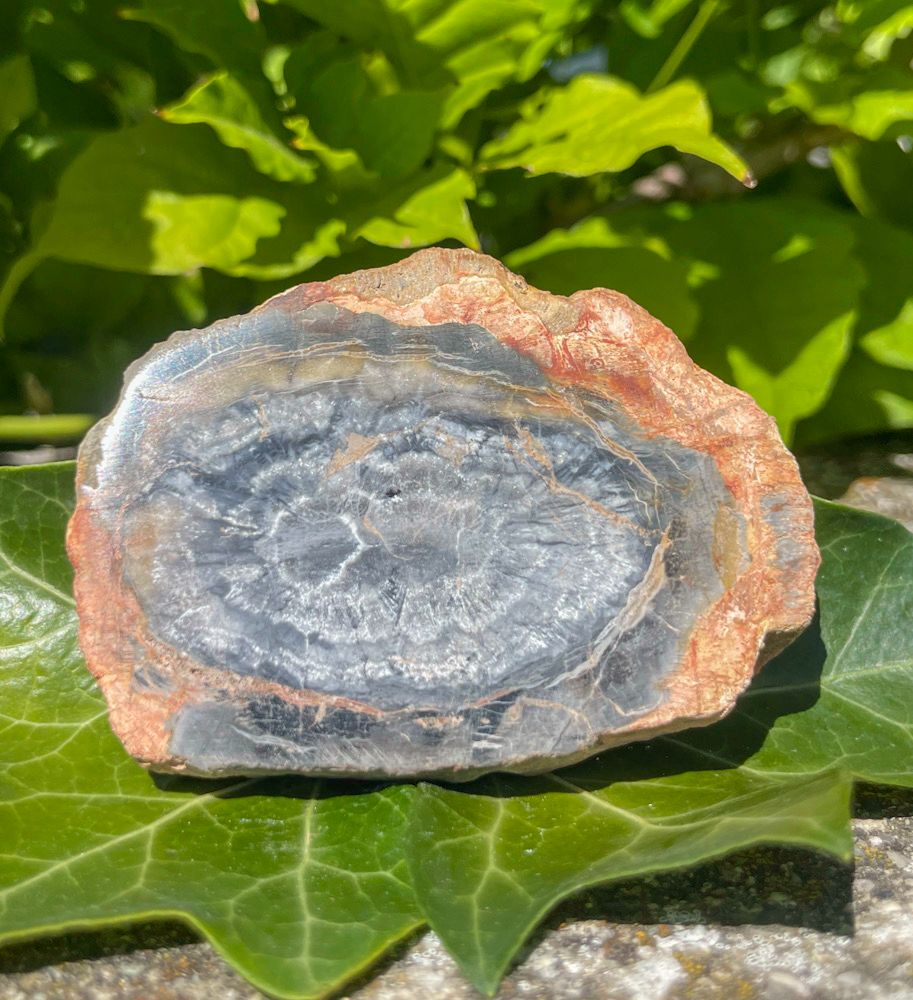 Tranche de Bois fossilisé
