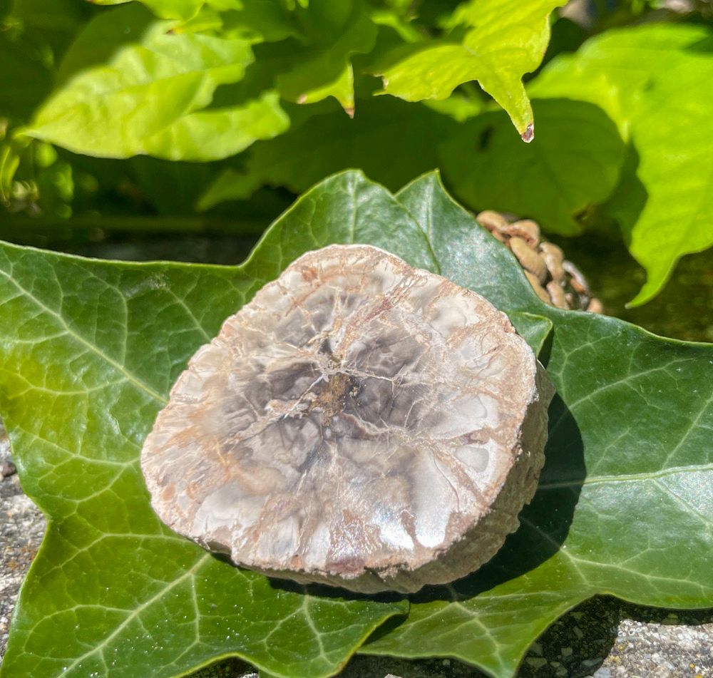 Bois fossilisé foncé | tranches | lot 1