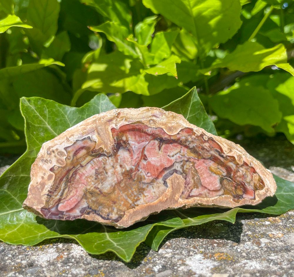 Bois fossilisé | tranches | lot 5