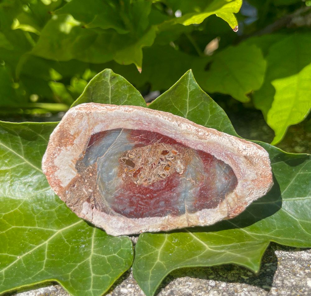 Bois fossilisé rouge | tranches | lot 4