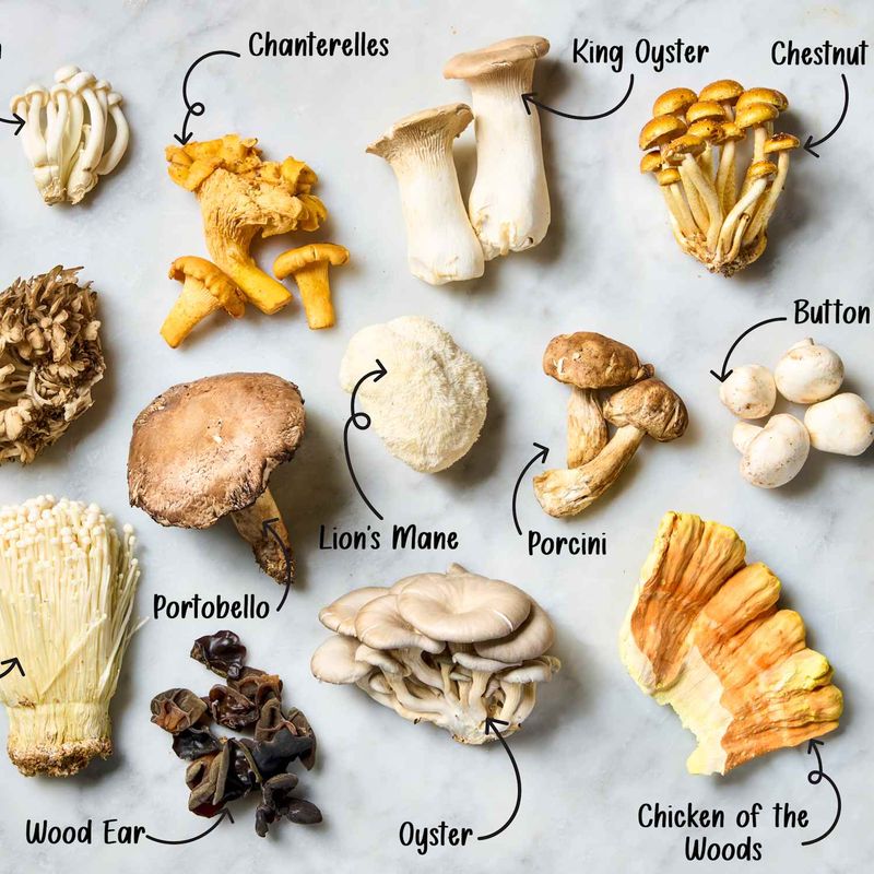 Mushroom/菌菇