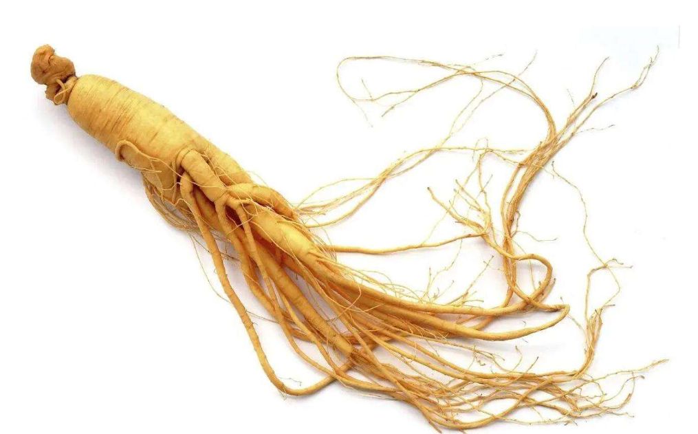 Changbai Mountain Ginseng- 长白山人参