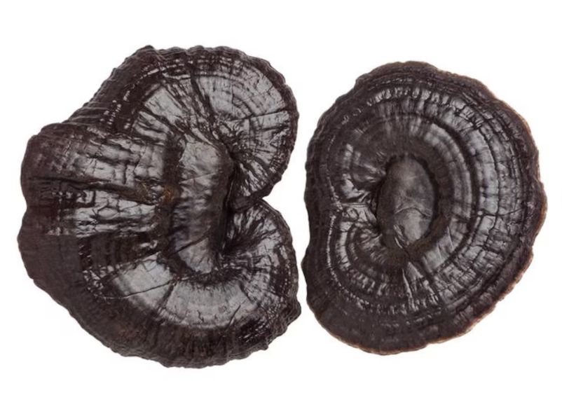 Dried Reishi Mushroom- 黑灵芝