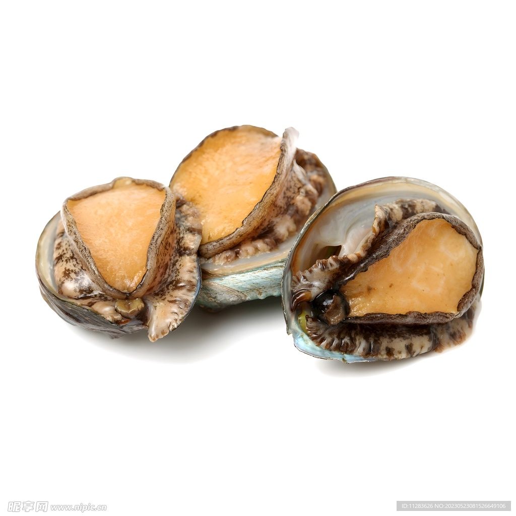 Abalone - 活鮮鲍鱼