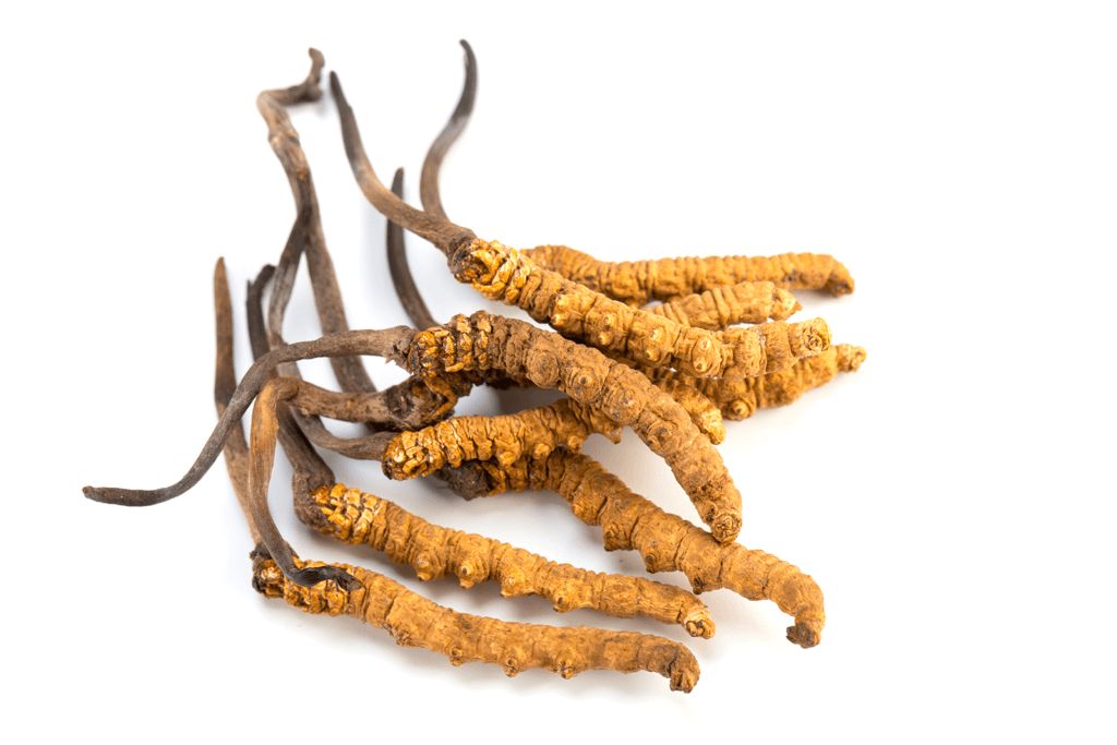 Cordyceps - 冬虫夏草
