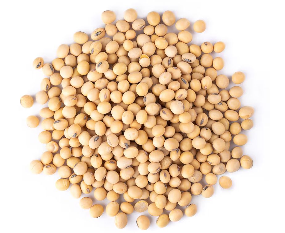 Soy Bean - 黄豆
