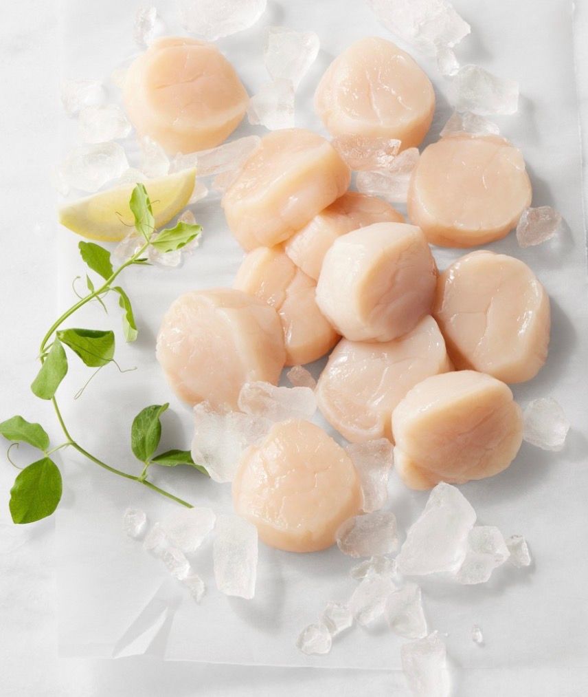 Scallops - 扇貝