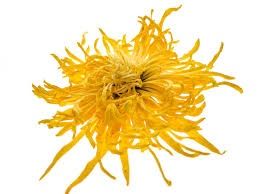 Flos Chrysanthemi - 金丝皇菊