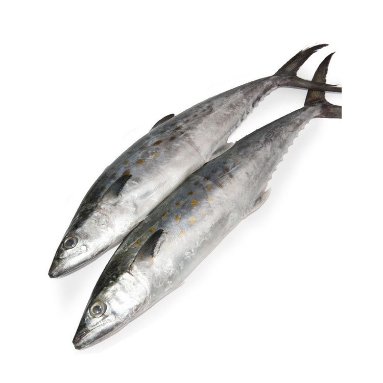 Mackerel - 马胶鱼