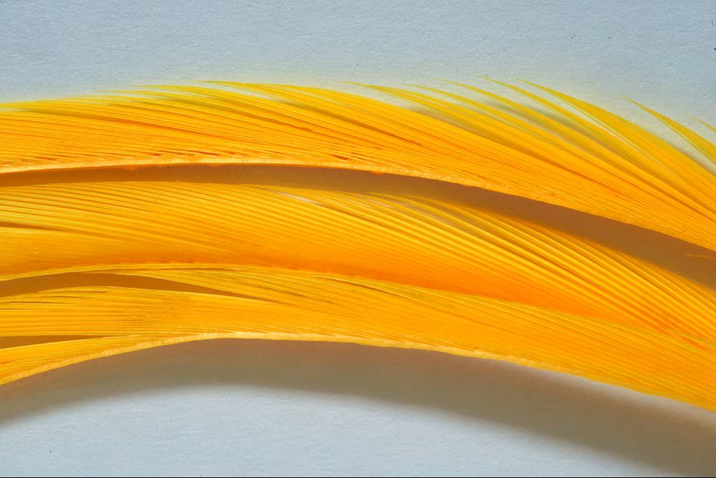 Fulling Mill Prem. Selected Goose Biots