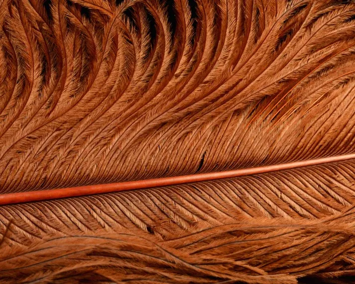 Nature's Spirit Ostrich Plume 10-12"