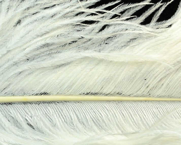 Nature's Spirit Ostrich Plume 10-12"
