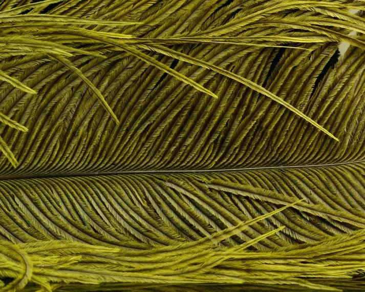 Nature's Spirit Ostrich Plume 10-12"