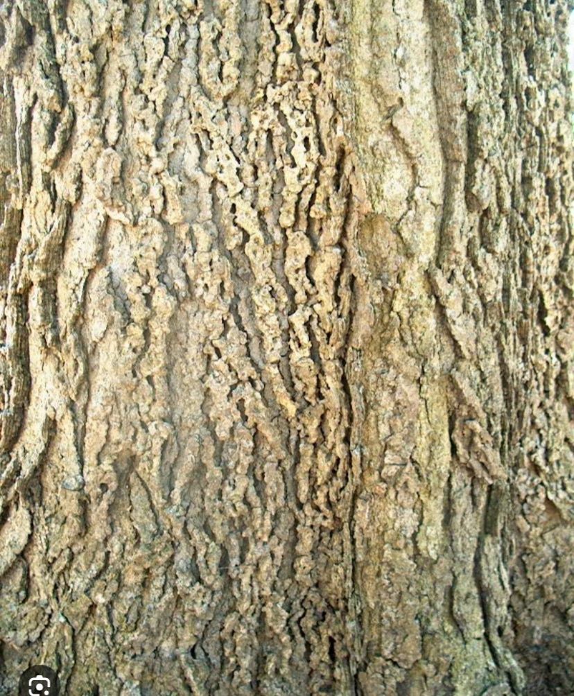 Cascara Bark C&amp;S