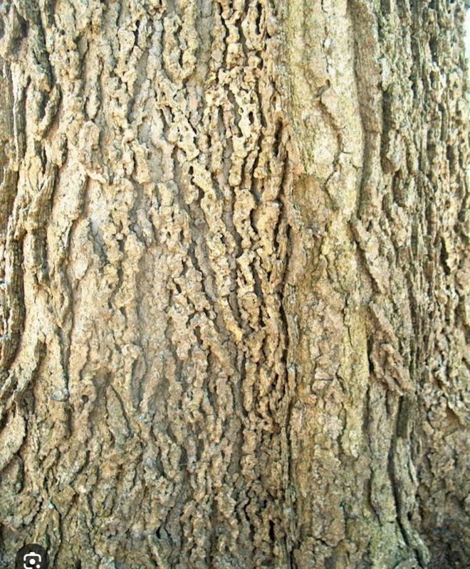 Cascara Bark C&amp;S