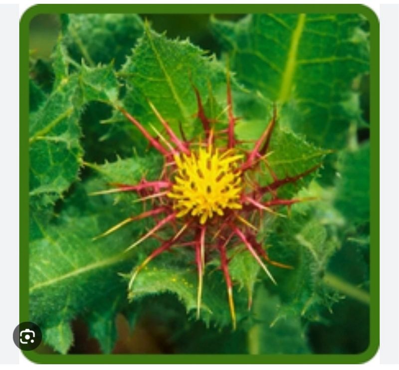 Blessed Thistle C&amp;S