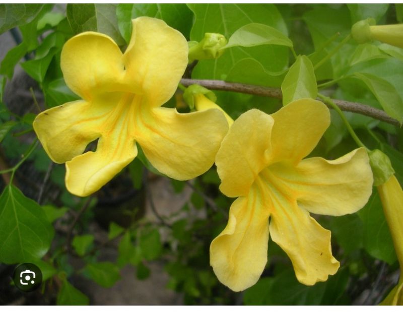 Cats Claw Bark Powder