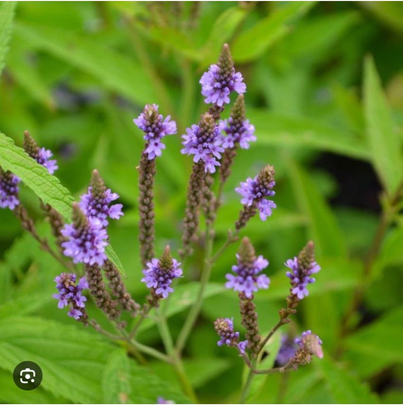 Blue Vervain Cut Flower