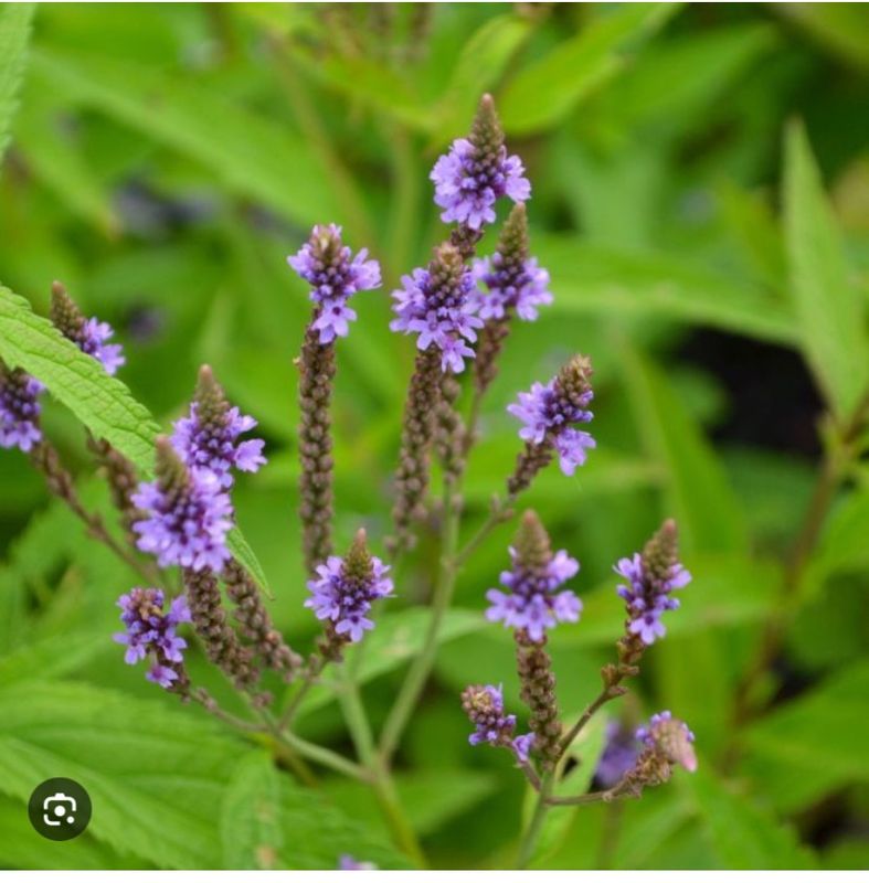 Blue Vervain Cut Flower
