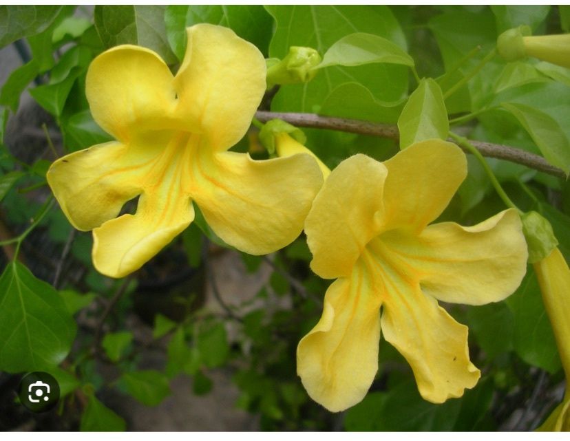 Cats Claw Bark C&amp;S