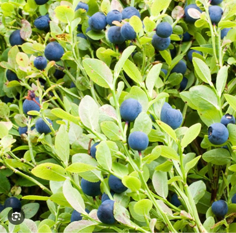 Bilberry Extract