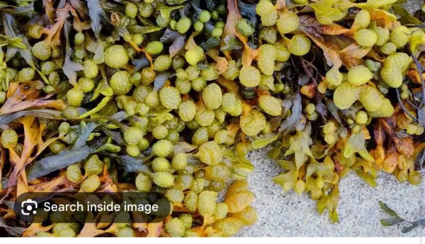 Bladderwrack (Cut&amp;Sift)