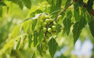Neem Leaf Powder