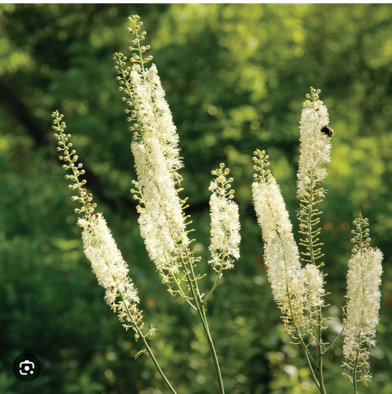 Black Cohosh (Cut&amp;Sift)