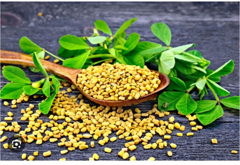 Fenugreek Seed