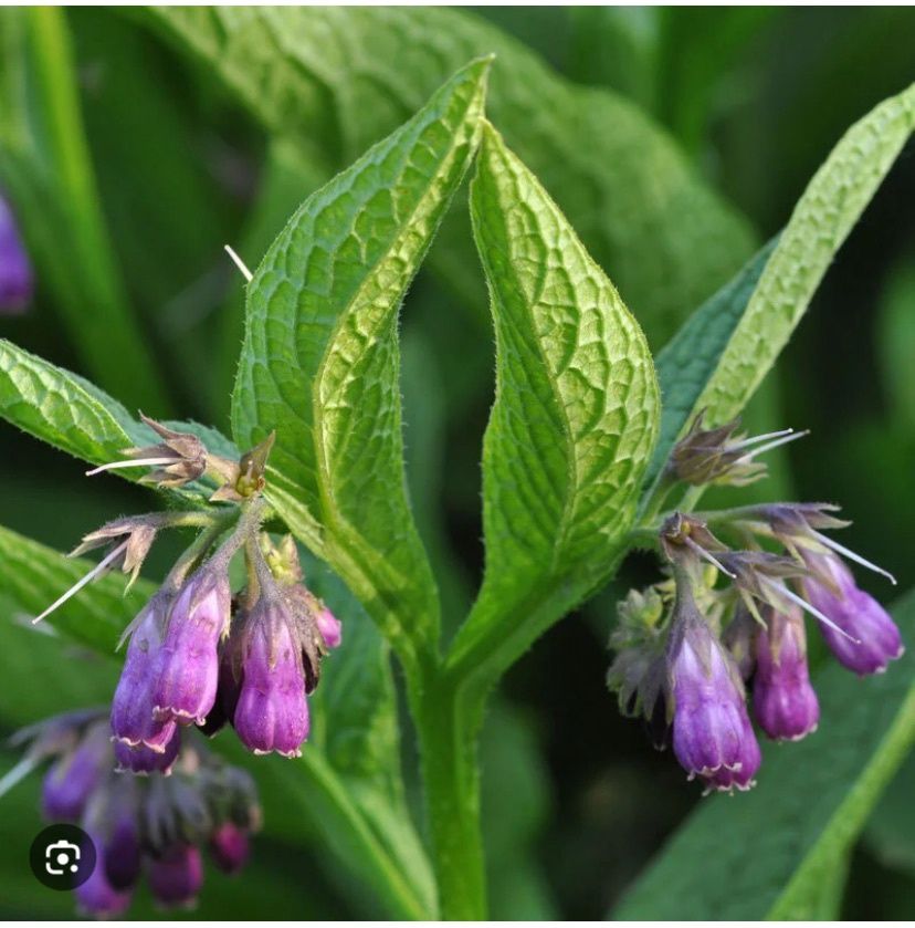 Comfrey Leaf