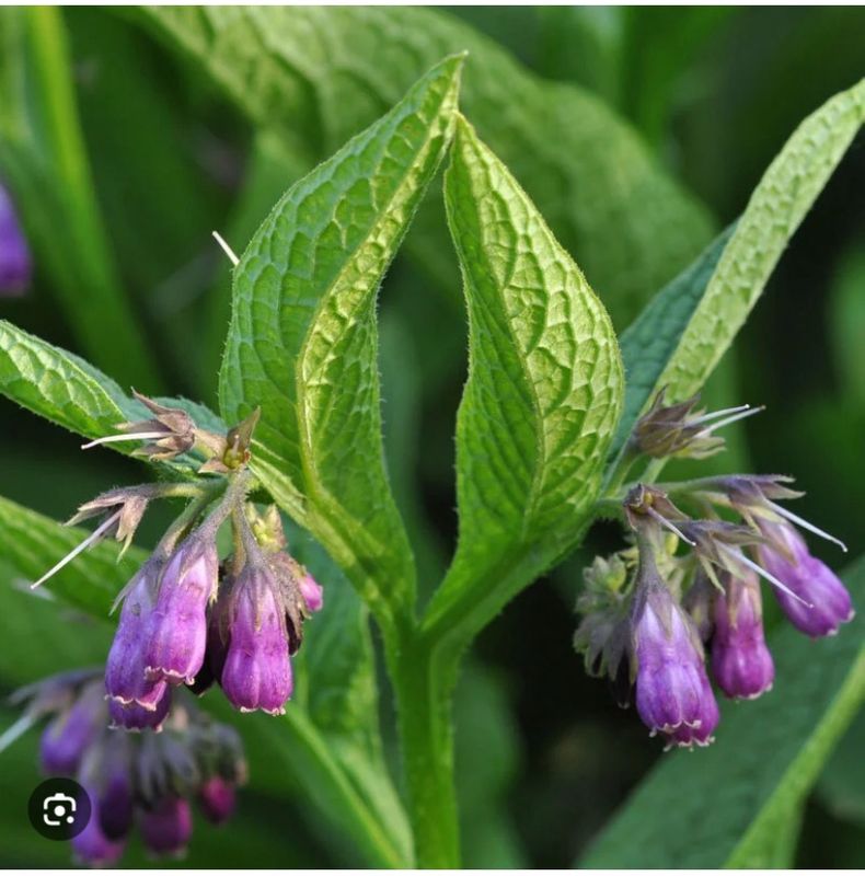 Comfrey Leaf