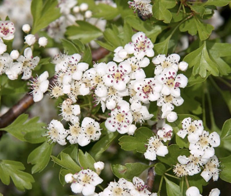 Hawthrown Berry C&amp;S