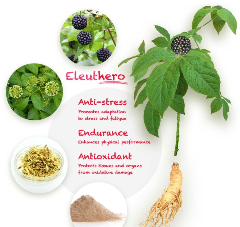Eleuthero Root