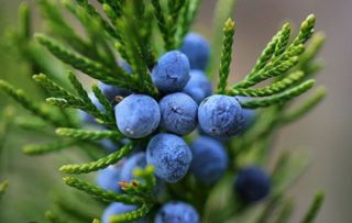 Juniper Berry
