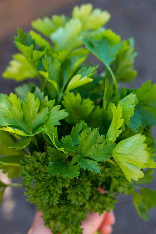 Parsley Flakes