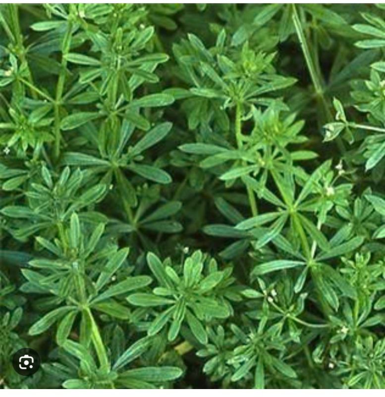 Cleavers Herb C&amp;S