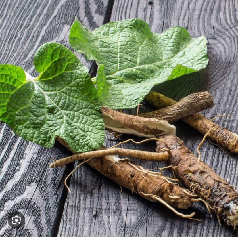 Burdock Root
