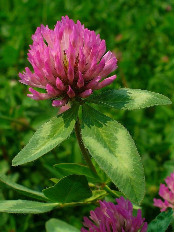 Red Clover Leaf