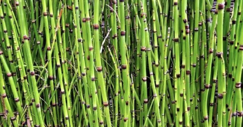 Horsetail