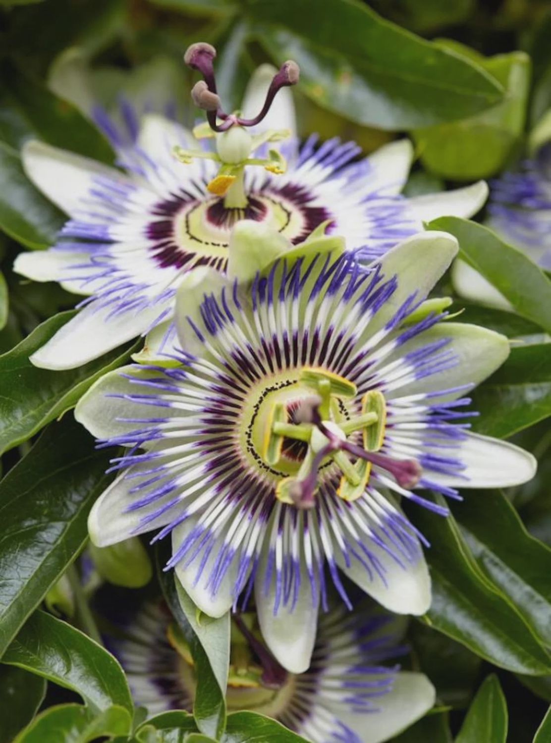 Passion Flower