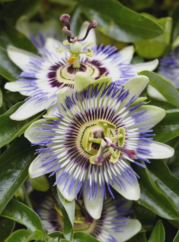 Passion Flower
