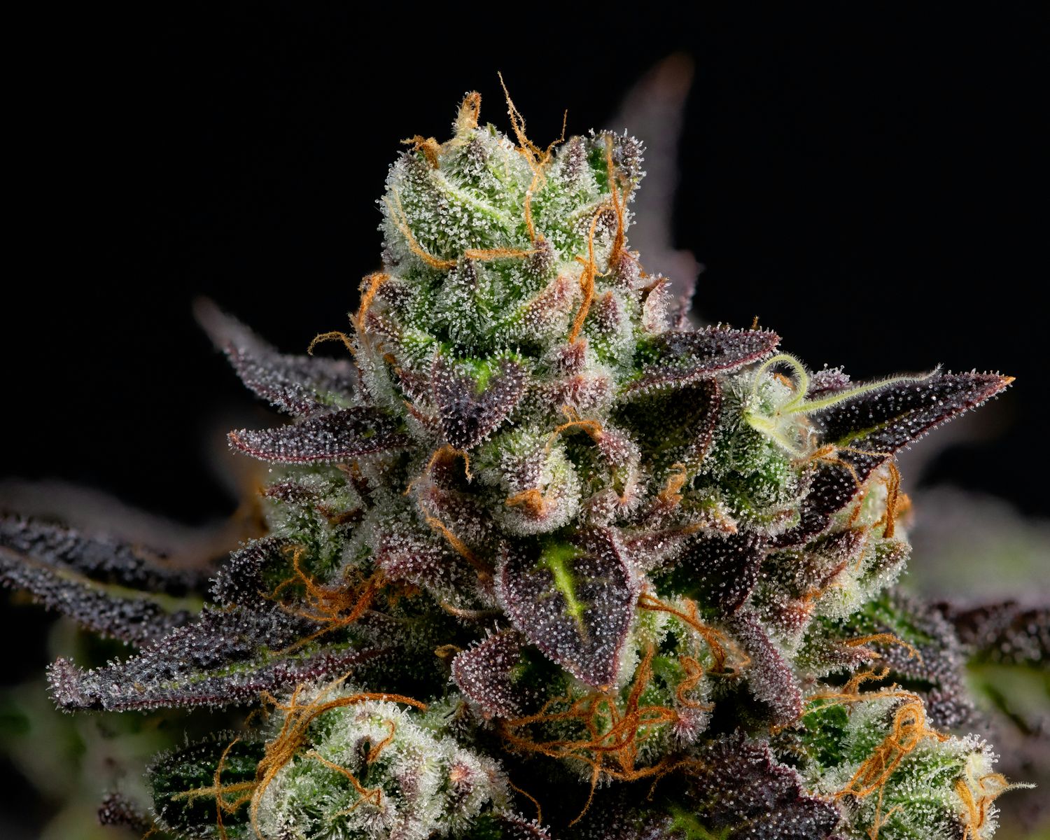 Hemp Premium Hemp Premium