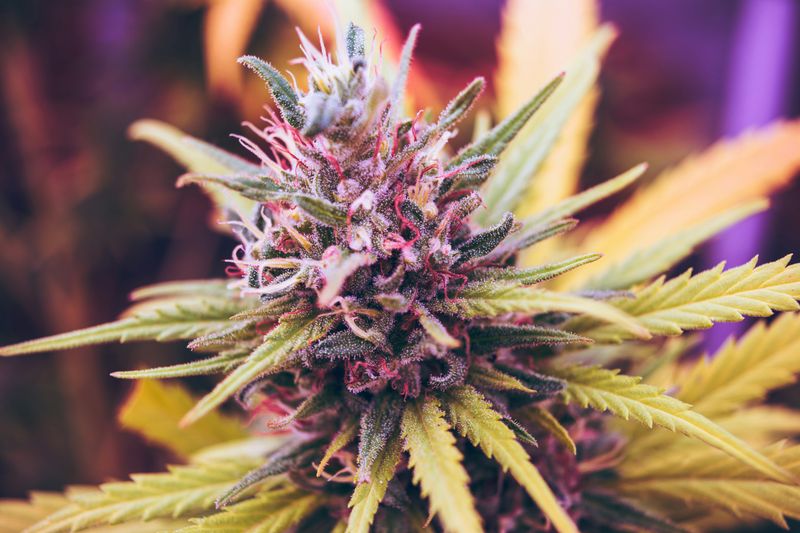 Hemp Exotic