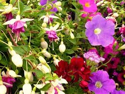 OTHER SEEDS Fruits, Trees, Vegetables, Flowers