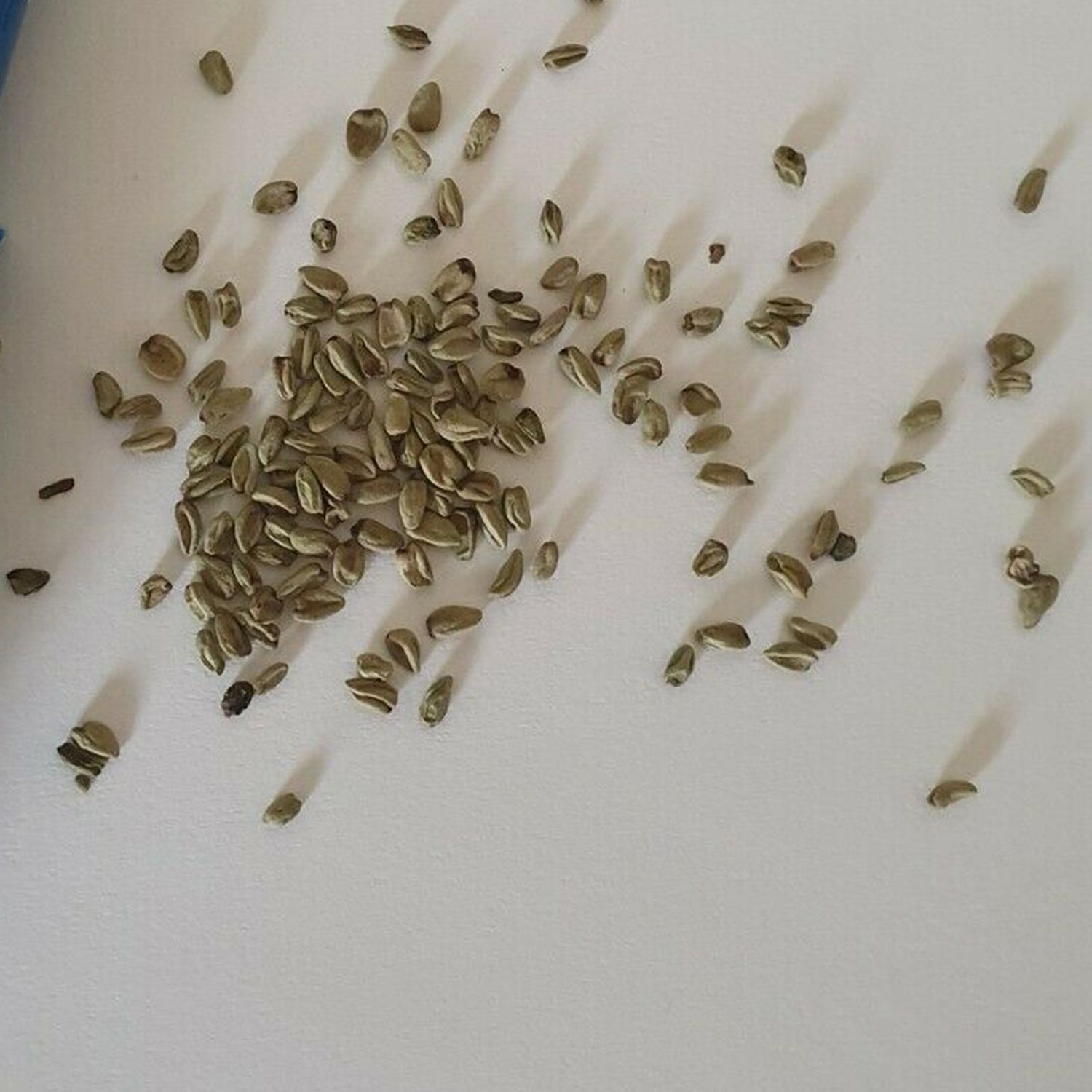 25 Wasabi japonicum Seeds (Eutrema japonicum) Real Wasabi Seeds