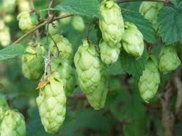 35 Seeds HUMULUS LUPULUS COMMON HOPS