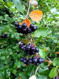 BLACK CHOKEBERRY (Aronia melanocarpa) 25 Seeds