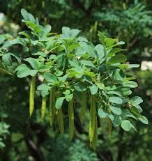 25 Seeds SIBERIAN PEA TREE, SIBERIAN PEASHRUB (Caragana arborescens)